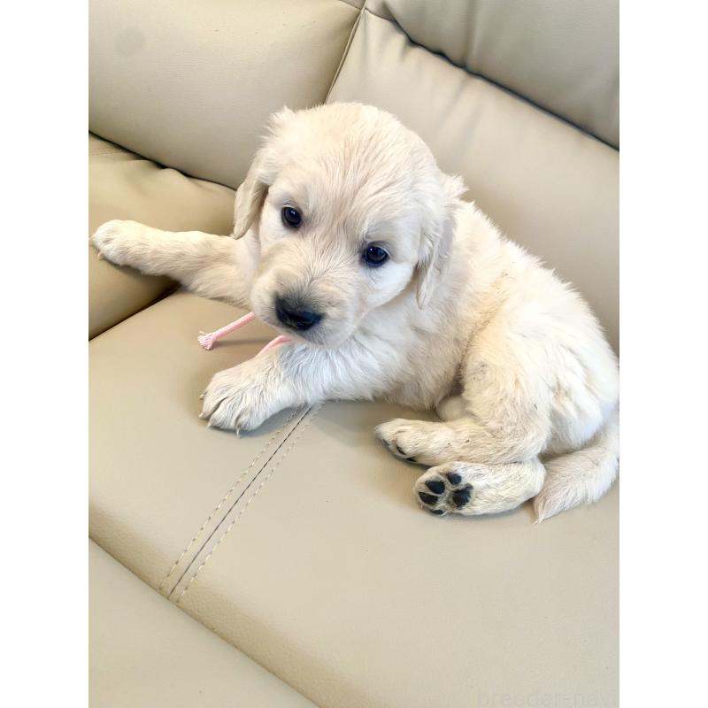 成約済の東京都のゴールデンレトリーバー-440396の5枚目