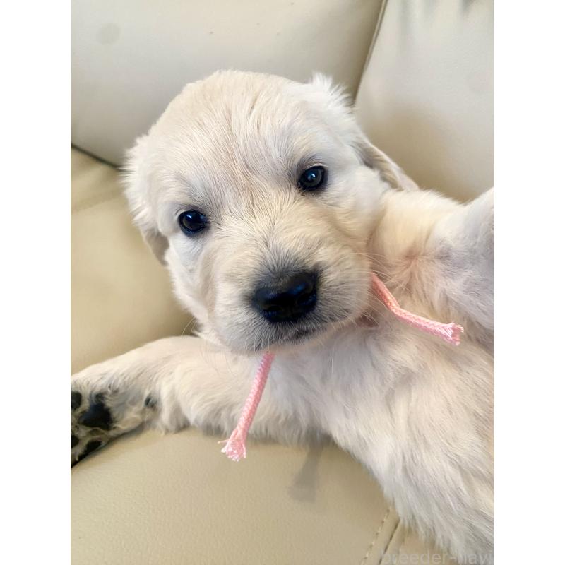 成約済の東京都のゴールデンレトリーバー-440396の4枚目