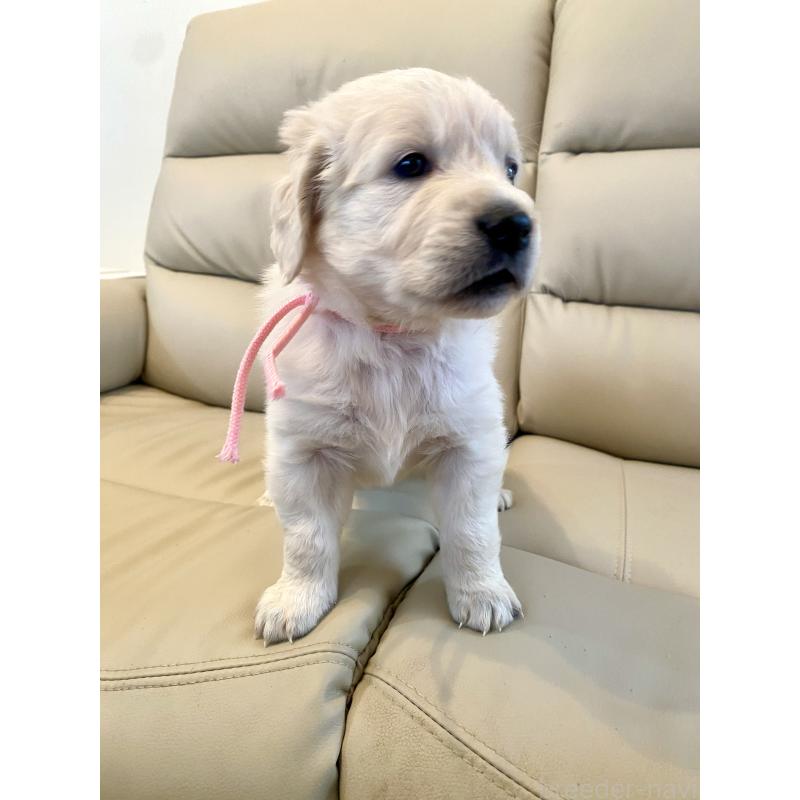 成約済の東京都のゴールデンレトリーバー-440396の3枚目