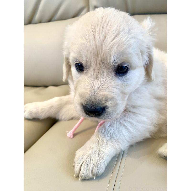 成約済の東京都のゴールデンレトリーバー-440396の2枚目