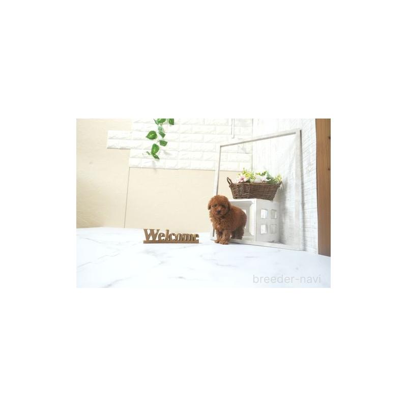 成約済の滋賀県のティーカッププードル-441543の4枚目