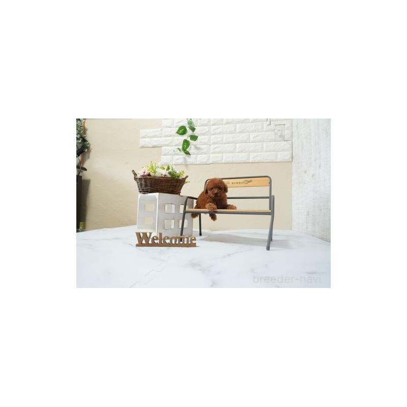 成約済の滋賀県のティーカッププードル-441543の3枚目