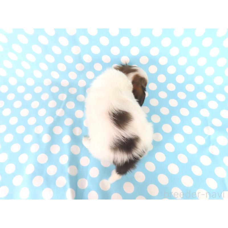 成約済の千葉県のパピヨン-438383の15枚目