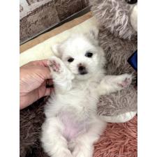 ♀︎マルチーズ