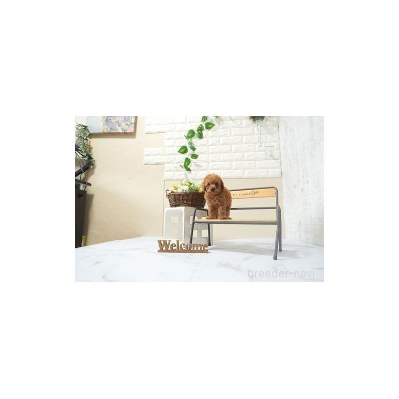 成約済の滋賀県のティーカッププードル-441577の3枚目