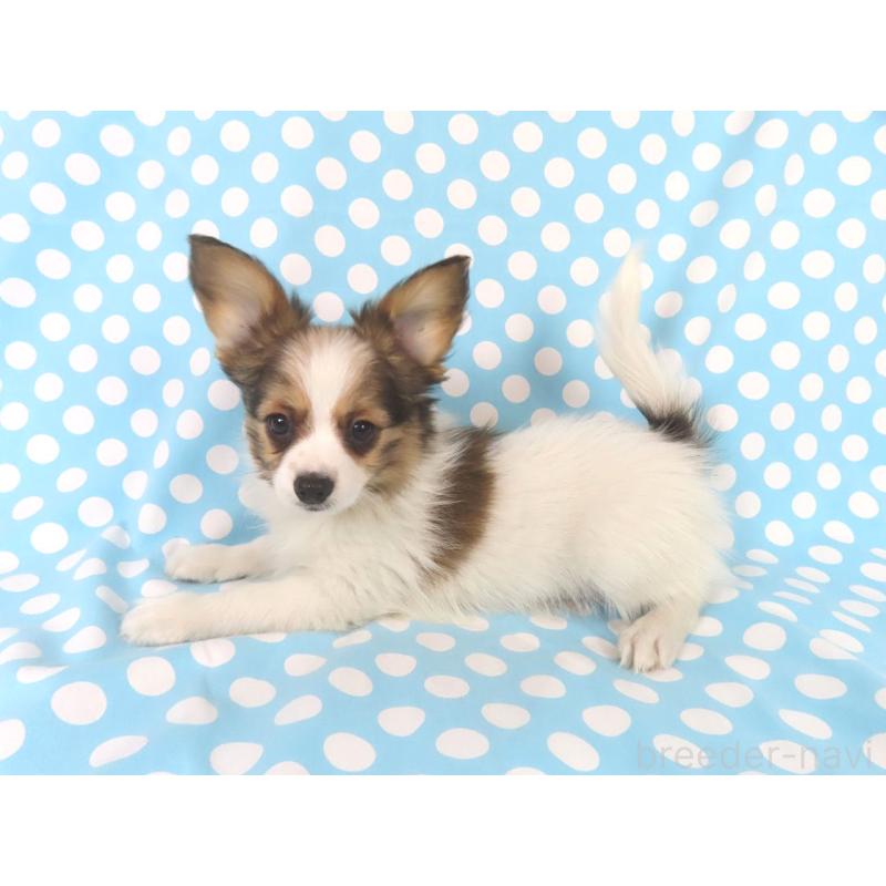 成約済の千葉県のパピヨン-431847の4枚目