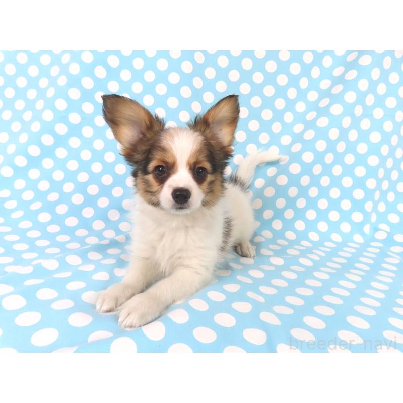 成約済の千葉県のパピヨン-431847の3枚目