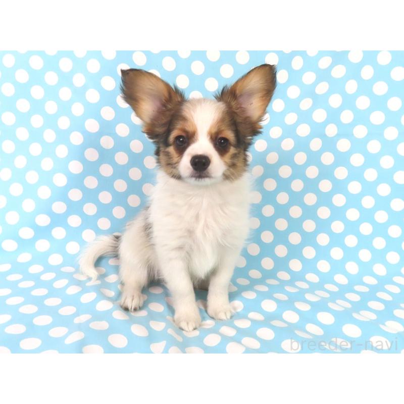 成約済の千葉県のパピヨン-431847の2枚目