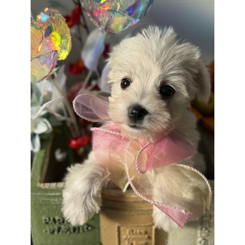 成約済の宮崎県のミックス犬-439242の8枚目