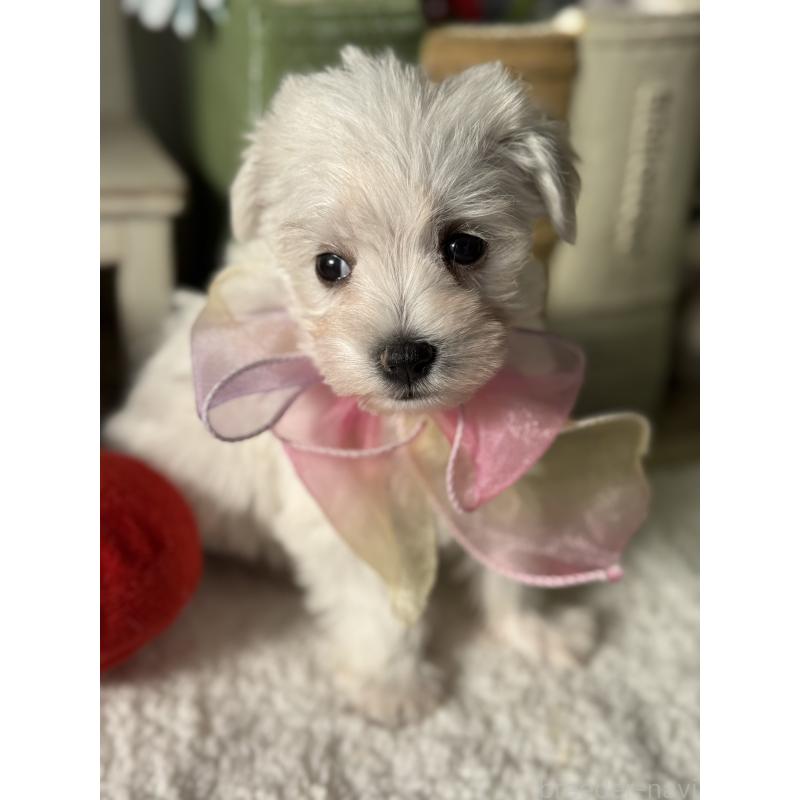 成約済の宮崎県のミックス犬-439242の7枚目