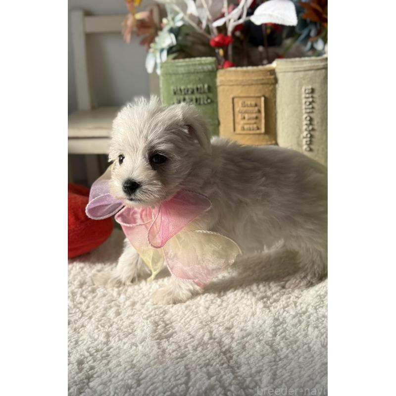 成約済の宮崎県のミックス犬-439242の6枚目