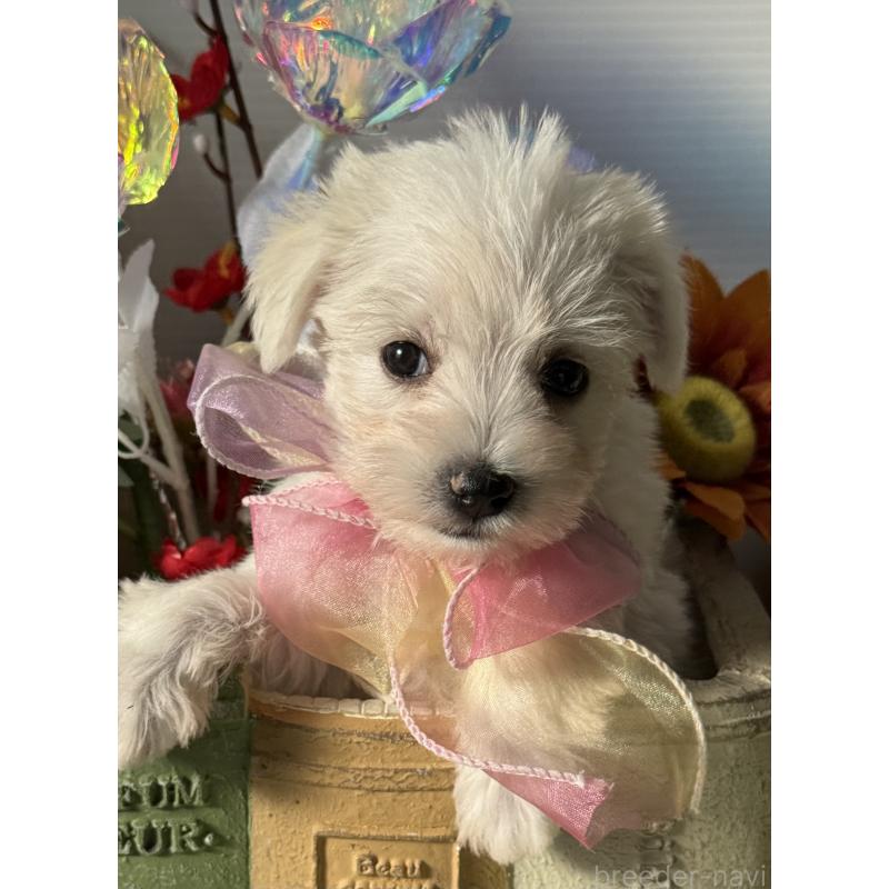 成約済の宮崎県のミックス犬-439242の5枚目