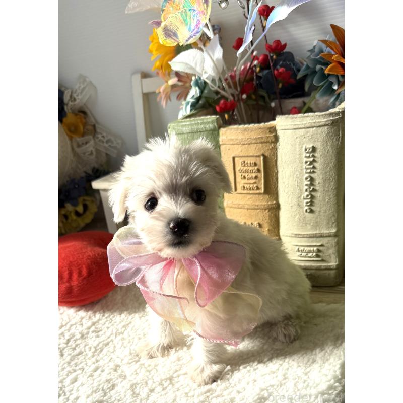 成約済の宮崎県のミックス犬-439242の4枚目