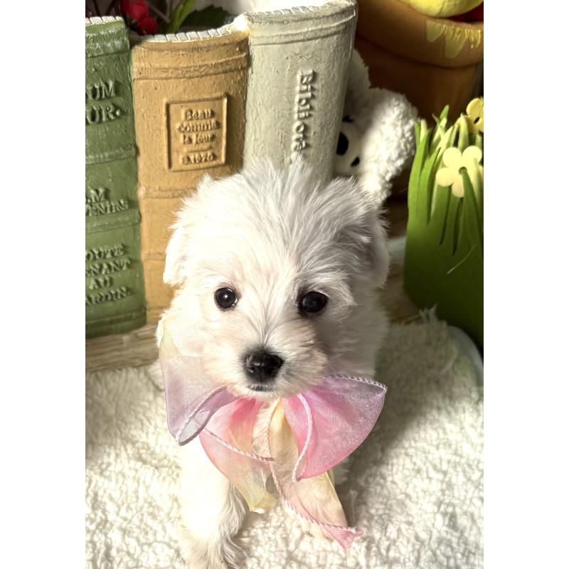 成約済の宮崎県のミックス犬-439242の3枚目