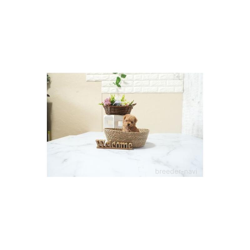 成約済の滋賀県のティーカッププードル-441675の4枚目