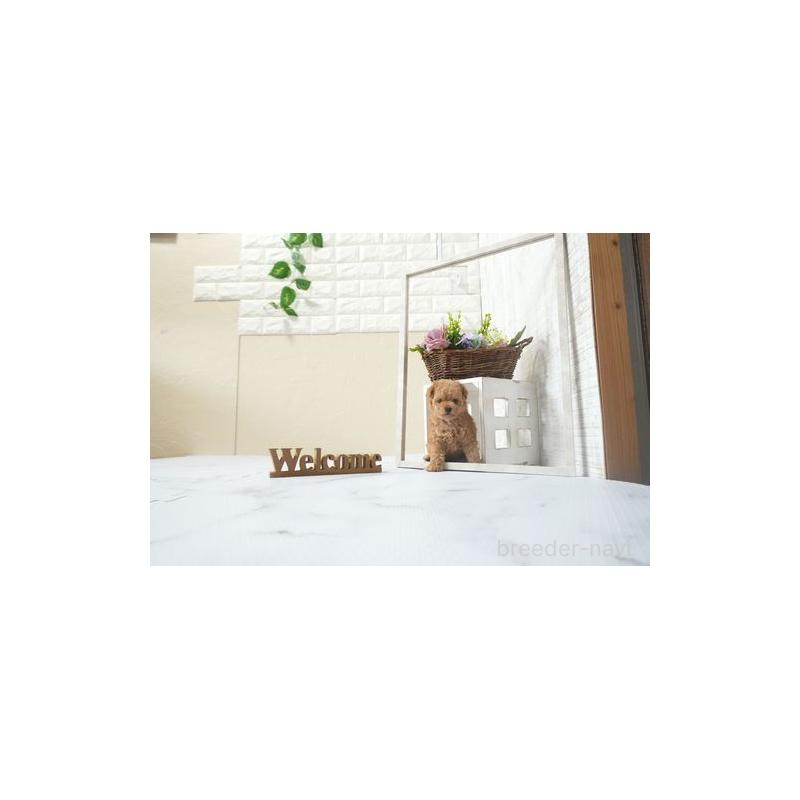 成約済の滋賀県のティーカッププードル-441675の2枚目