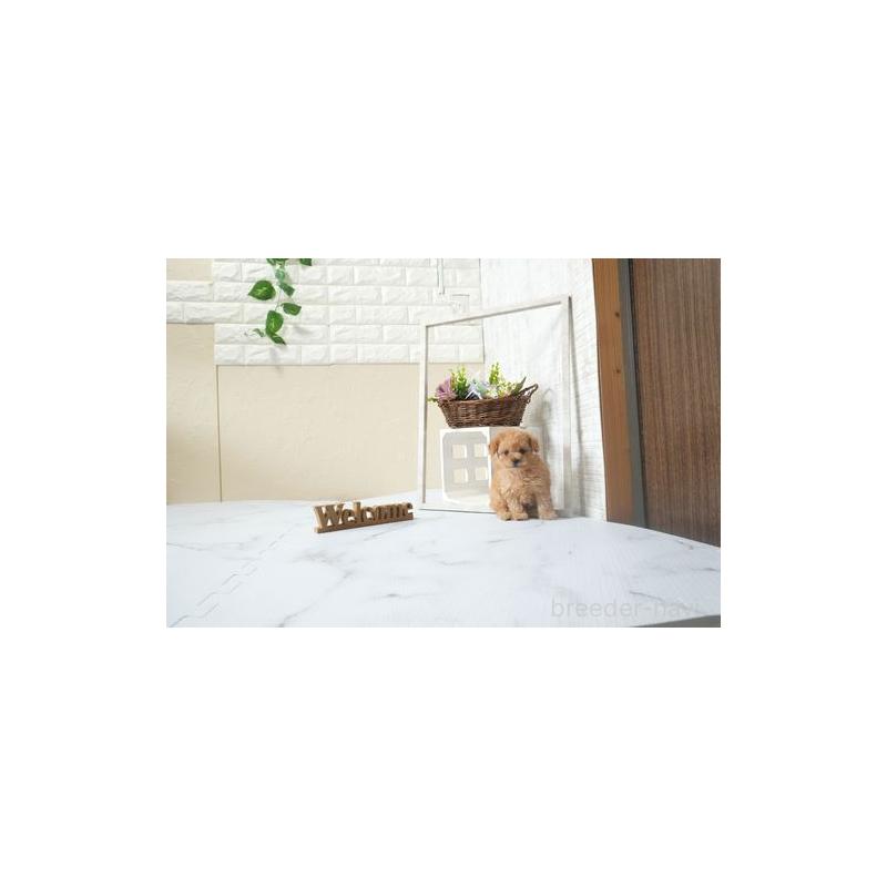 成約済の滋賀県のティーカッププードル-441696の3枚目