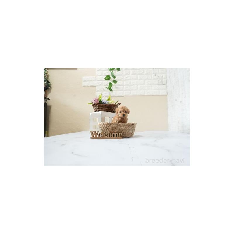 成約済の滋賀県のタイニープードル-441706の5枚目