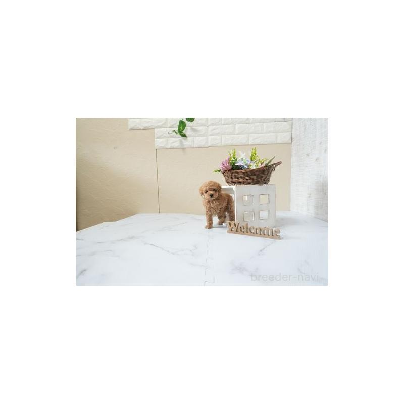 成約済の滋賀県のタイニープードル-441706の4枚目