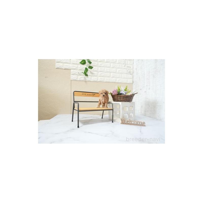 成約済の滋賀県のティーカッププードル-441710の5枚目