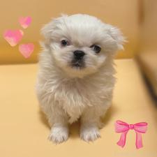 ♀︎ペキニーズ