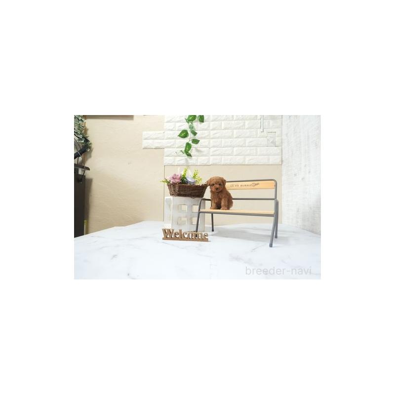 成約済の滋賀県のティーカッププードル-441714の5枚目