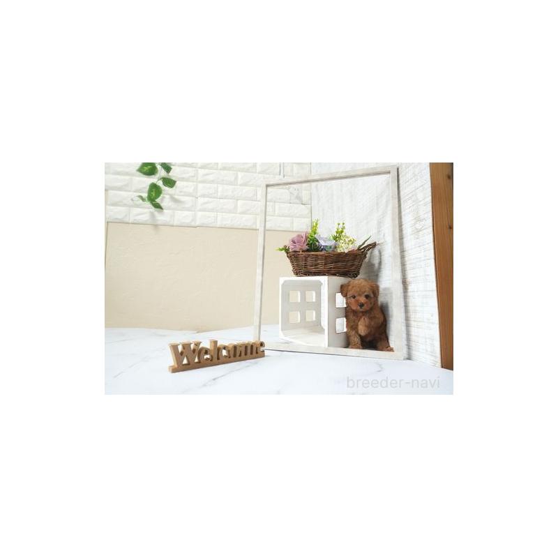 成約済の滋賀県のティーカッププードル-441714の3枚目