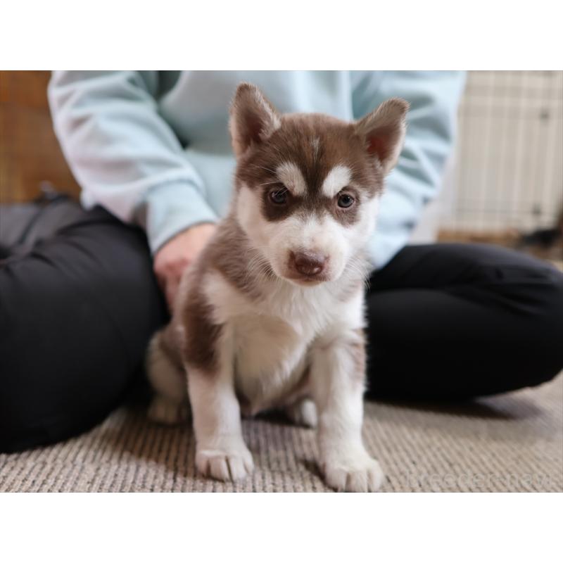 成約済の愛知県のシベリアンハスキー-439152の7枚目