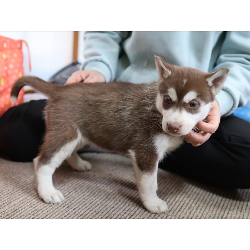 成約済の愛知県のシベリアンハスキー-439152の6枚目