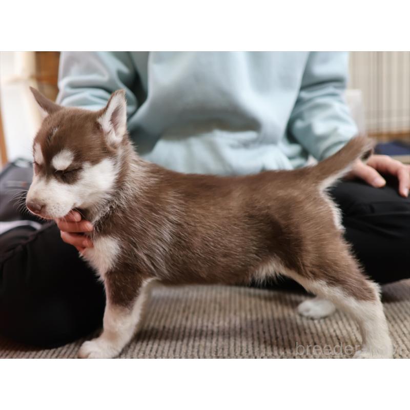 成約済の愛知県のシベリアンハスキー-439152の4枚目