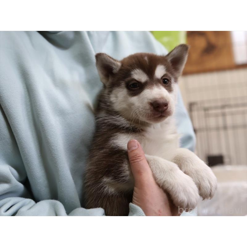 成約済の愛知県のシベリアンハスキー-439152の3枚目