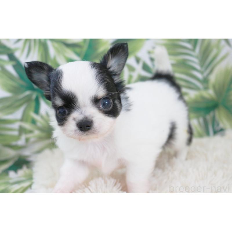 成約済の京都府のチワワ(ロングコート)-441304の15枚目