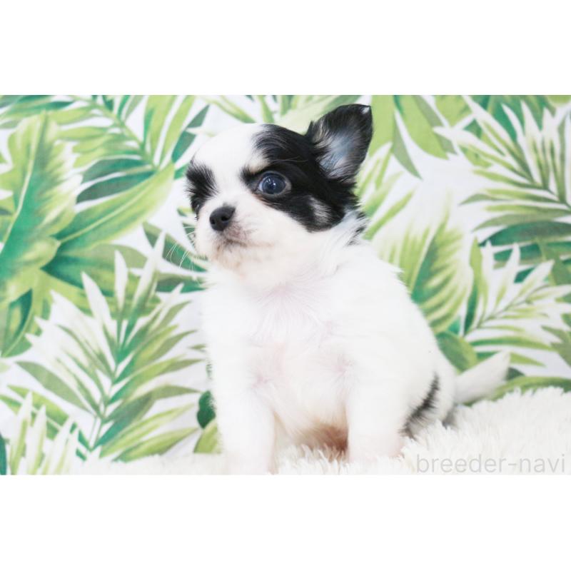 成約済の京都府のチワワ(ロングコート)-441304の14枚目