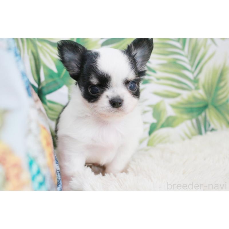 成約済の京都府のチワワ(ロングコート)-441304の13枚目