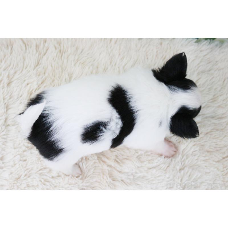 成約済の京都府のチワワ(ロングコート)-441304の12枚目