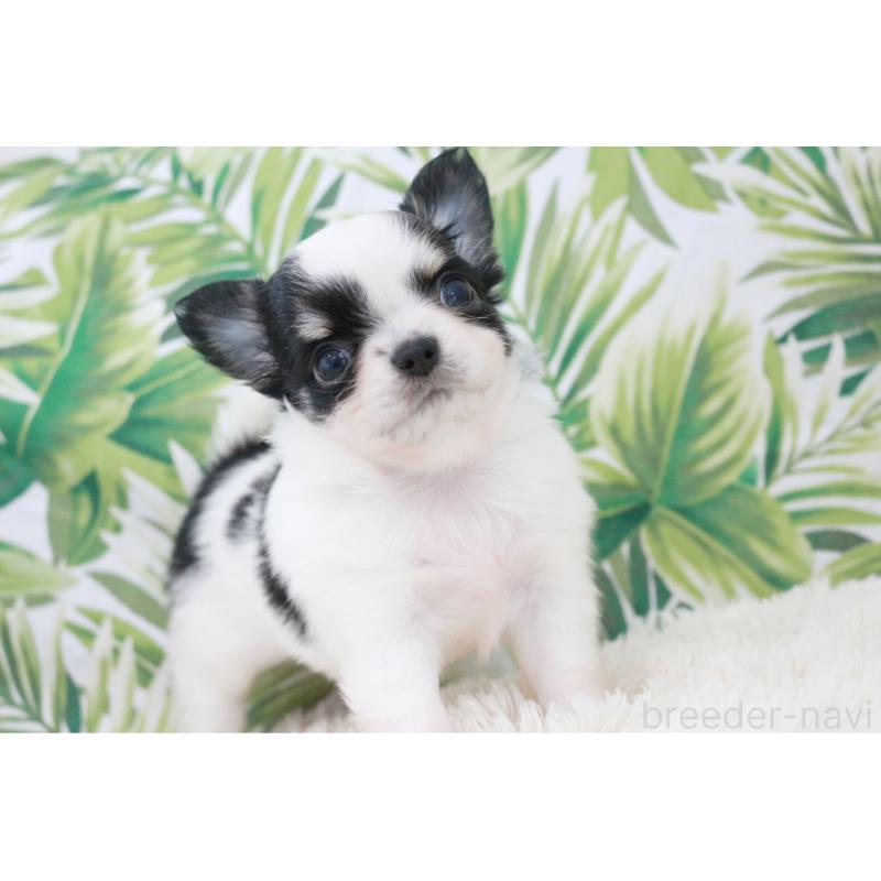 成約済の京都府のチワワ(ロングコート)-441304の11枚目