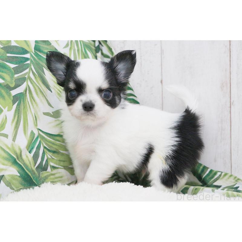 成約済の京都府のチワワ(ロングコート)-441304の10枚目