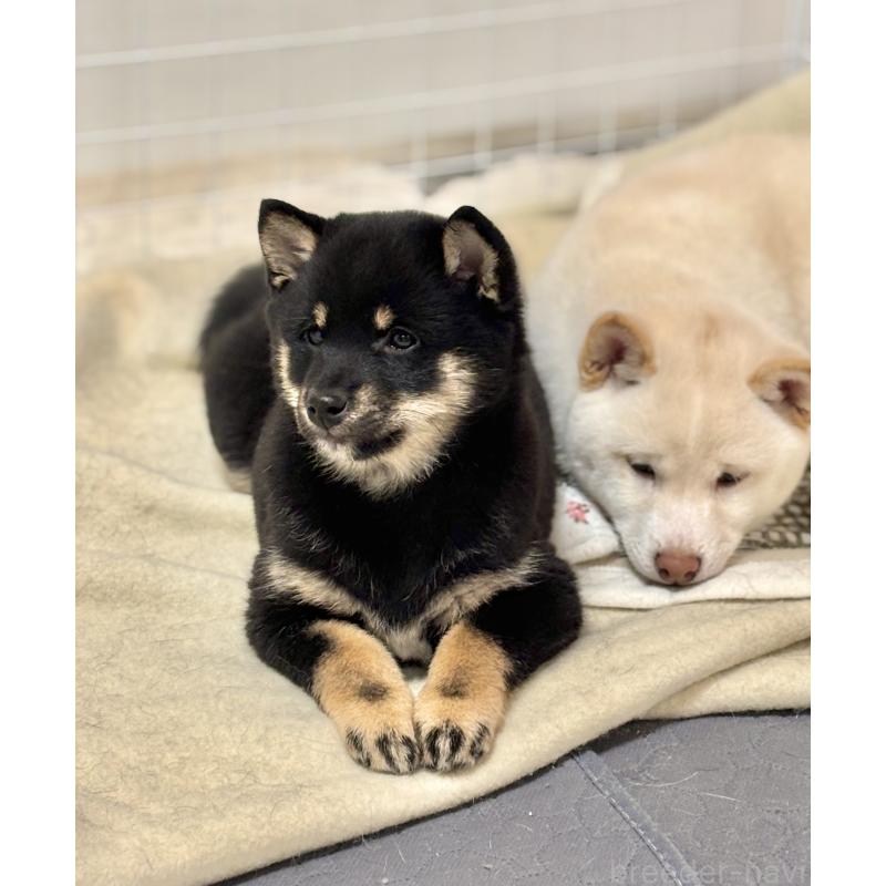 成約済の和歌山県の豆柴-432412の11枚目