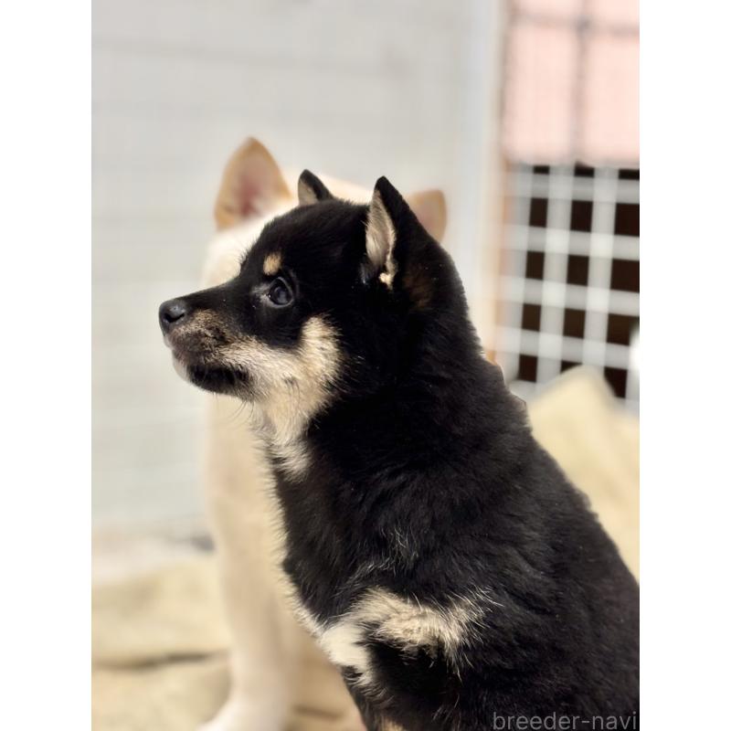 成約済の和歌山県の豆柴-432412の10枚目