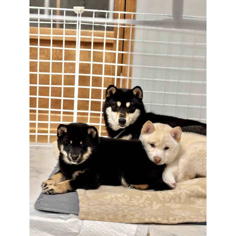 成約済の和歌山県の豆柴-432412の9枚目