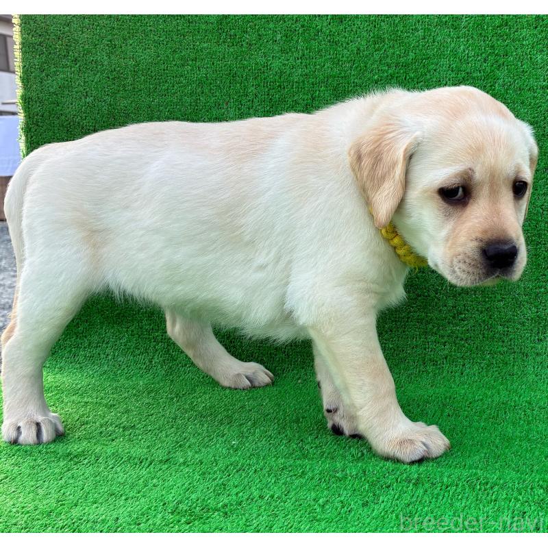 成約済の兵庫県のラブラドールレトリーバー-438286の2枚目