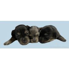 ♀︎カニンヘンダックスフンド(ロングヘアード)