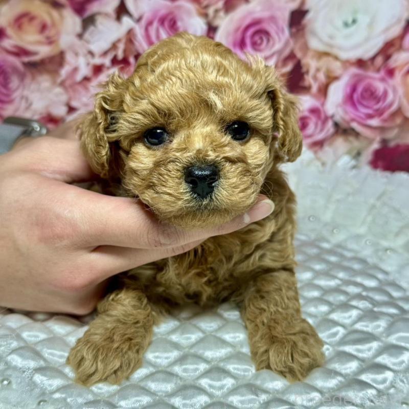 成約済の広島県のトイプードル-440242の9枚目