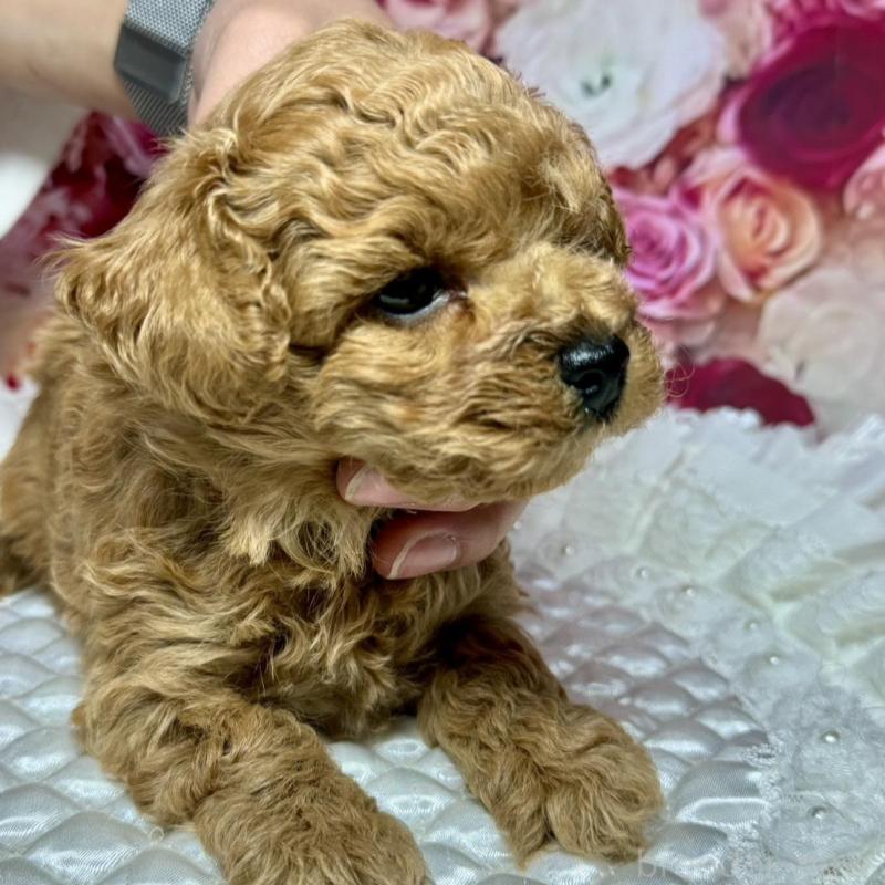 成約済の広島県のトイプードル-440242の8枚目