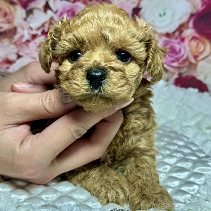 成約済の広島県のトイプードル-440242の7枚目