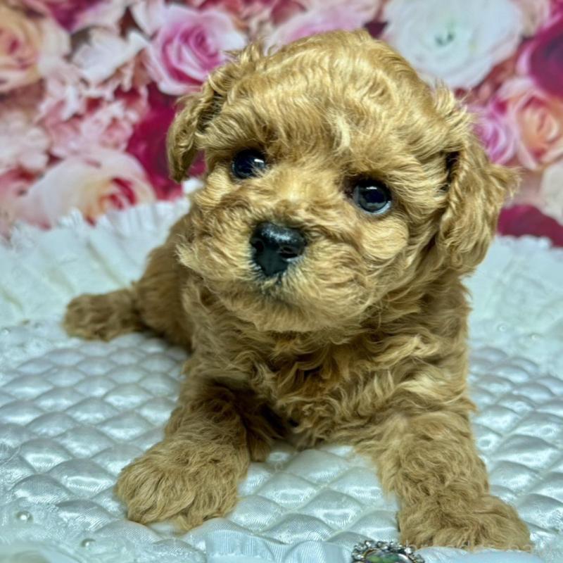 成約済の広島県のトイプードル-440242の6枚目