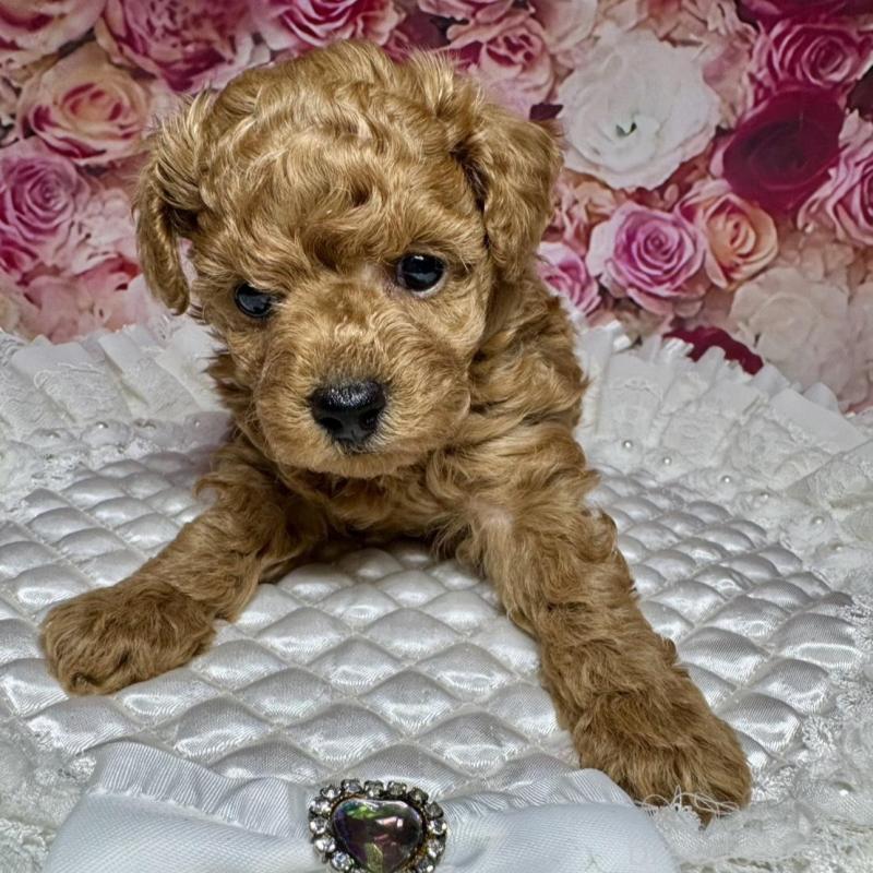 成約済の広島県のトイプードル-440244の9枚目