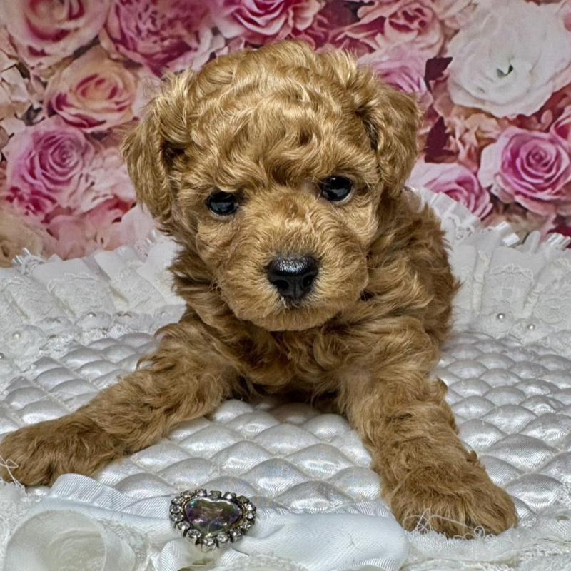 成約済の広島県のトイプードル-440244の8枚目