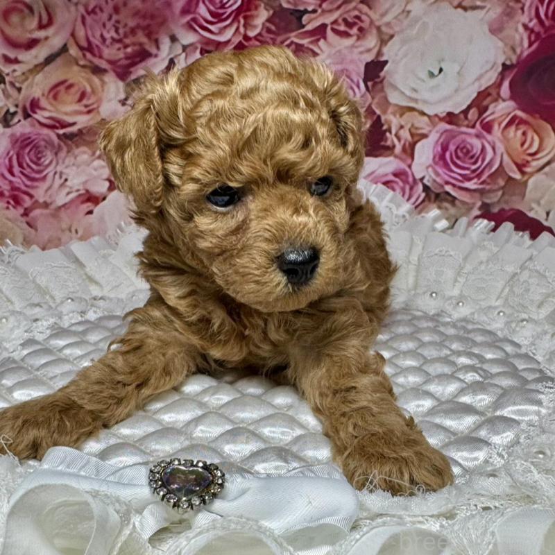 成約済の広島県のトイプードル-440244の7枚目