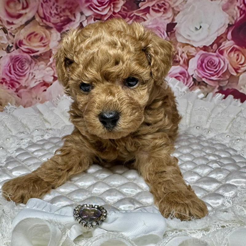 成約済の広島県のトイプードル-440244の6枚目